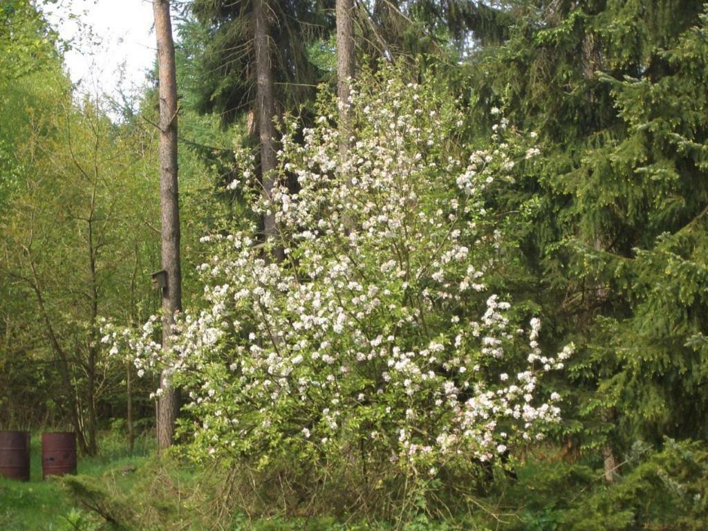 Ferienhaus Huus Ton Witten Barg Undeloh Kültér fotó